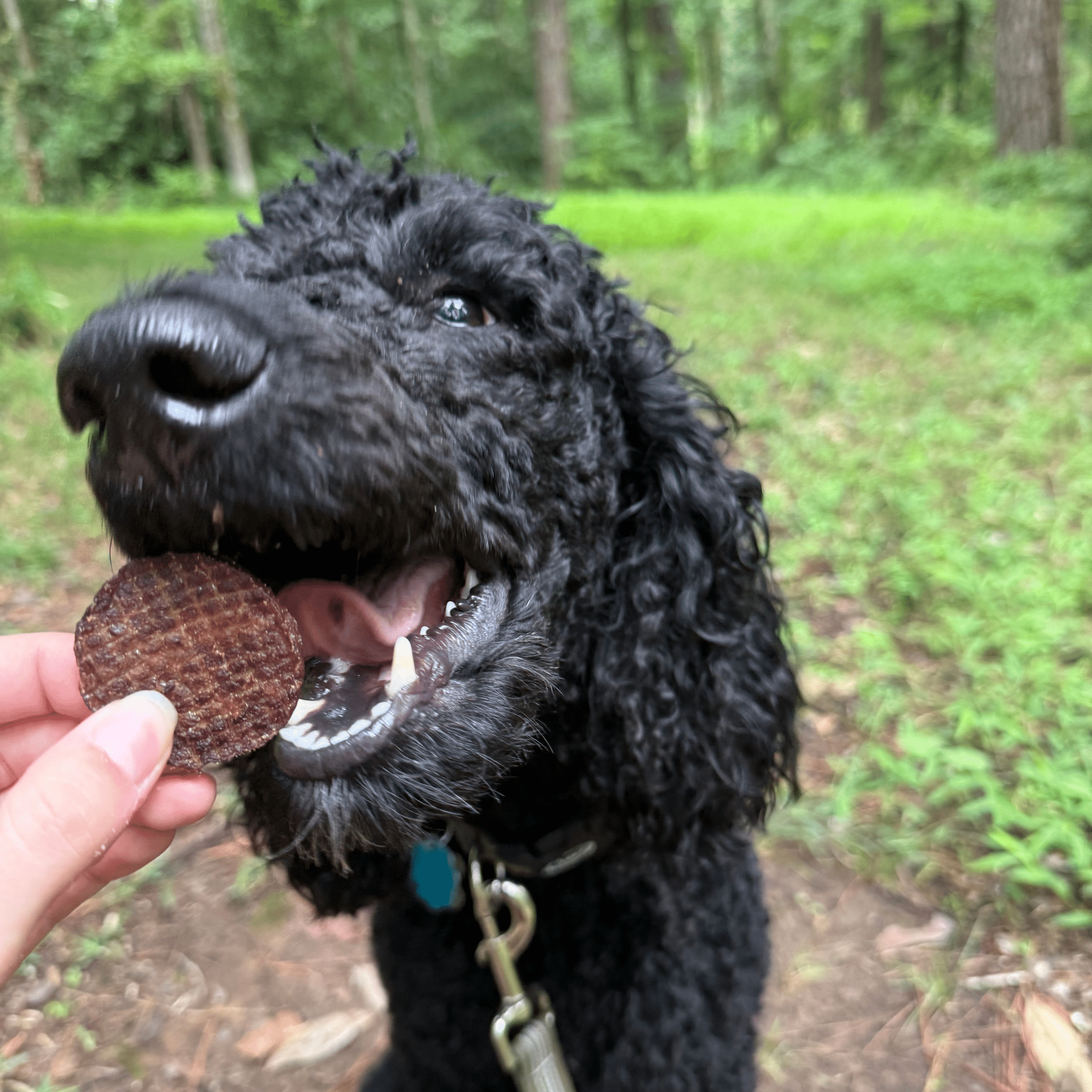 Beef Chips Dog Treats - Single-Ingredient Healthy Treats for Dogs