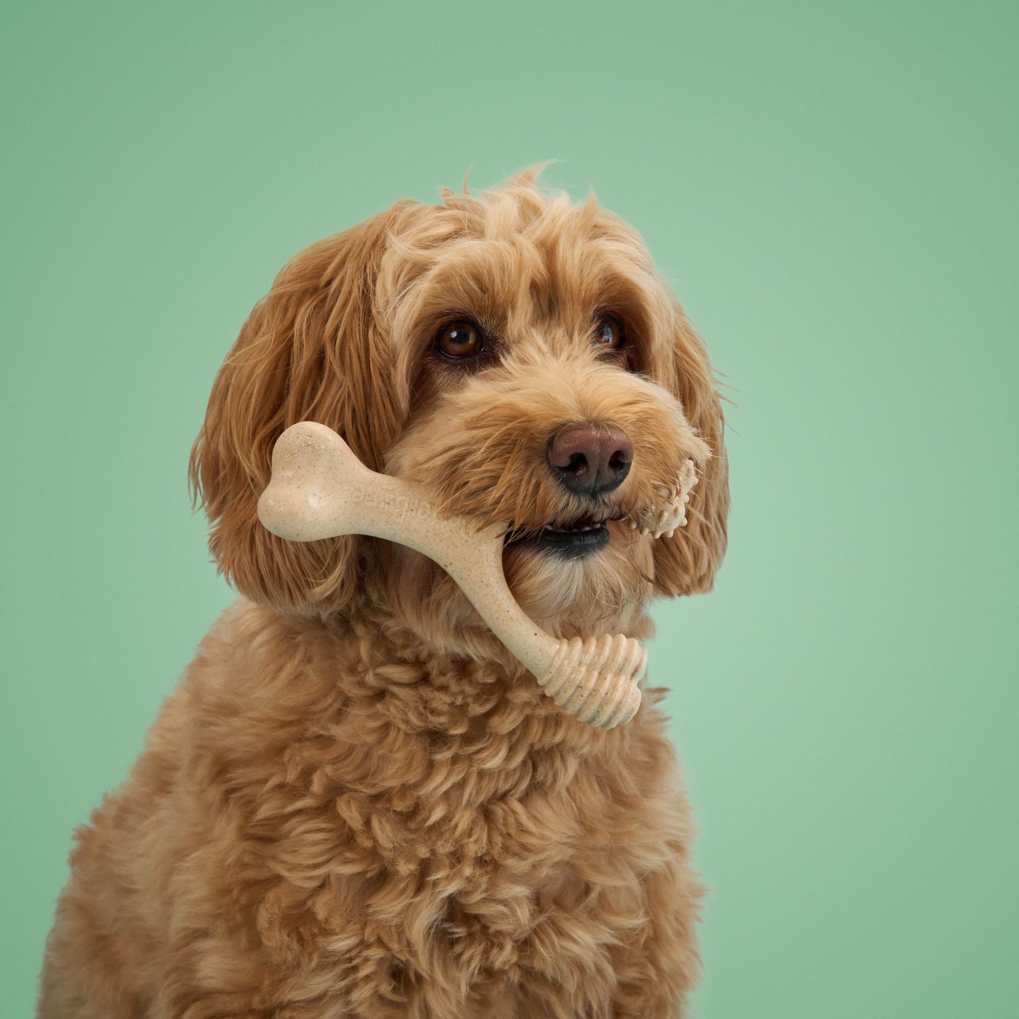 BetterBone MEDIUM Durability CHEW TOY: Perfect Chew for Everyday Chewers - Natural Ingredients, Eco-Friendly, Non-Toxic