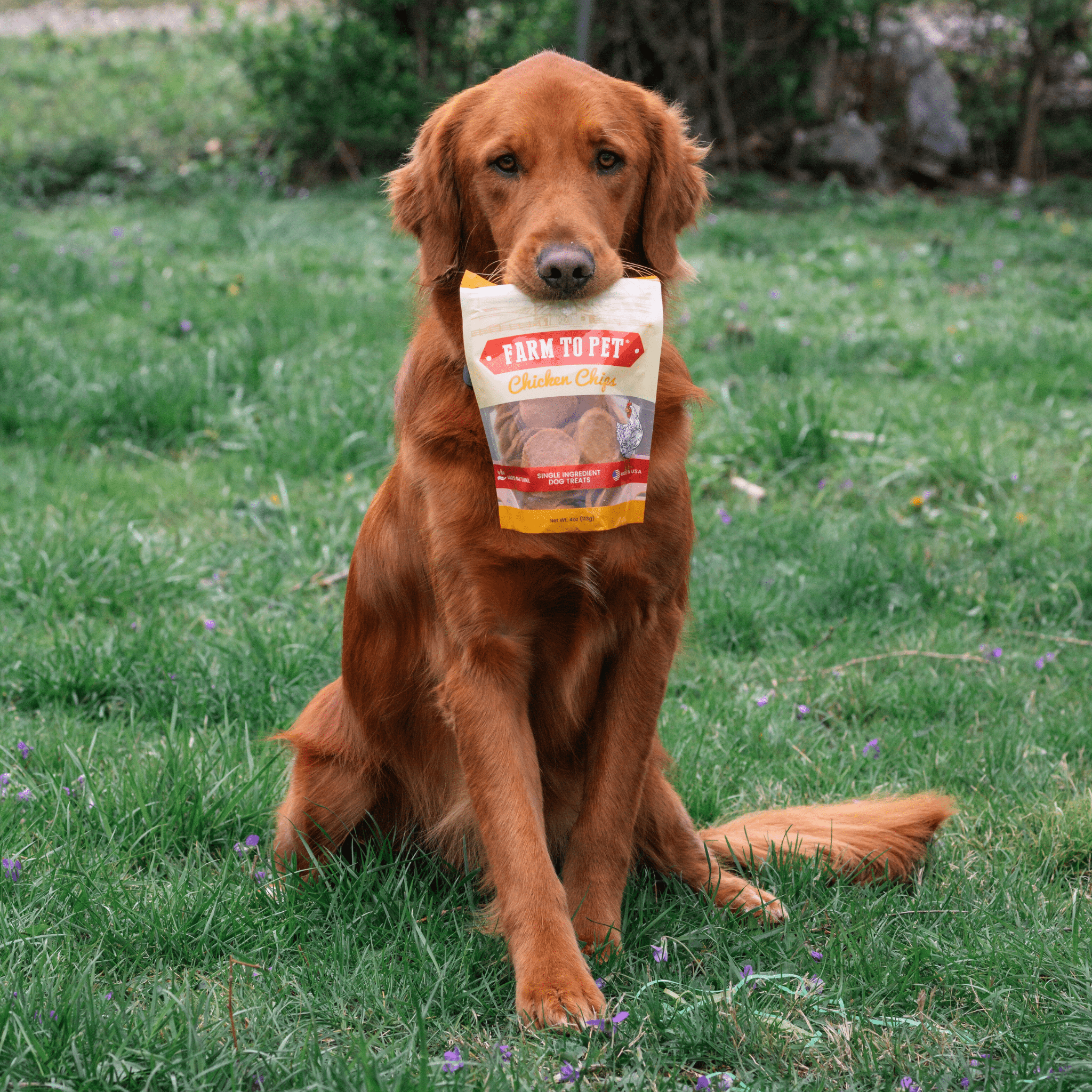 Chicken Chips for Dogs - All-Natural Single Ingredient Dog Treats
