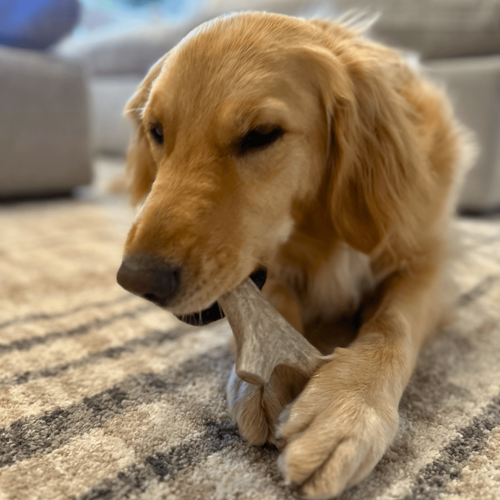 Deer Antler Dog Chews - Organic Chews for Dogs