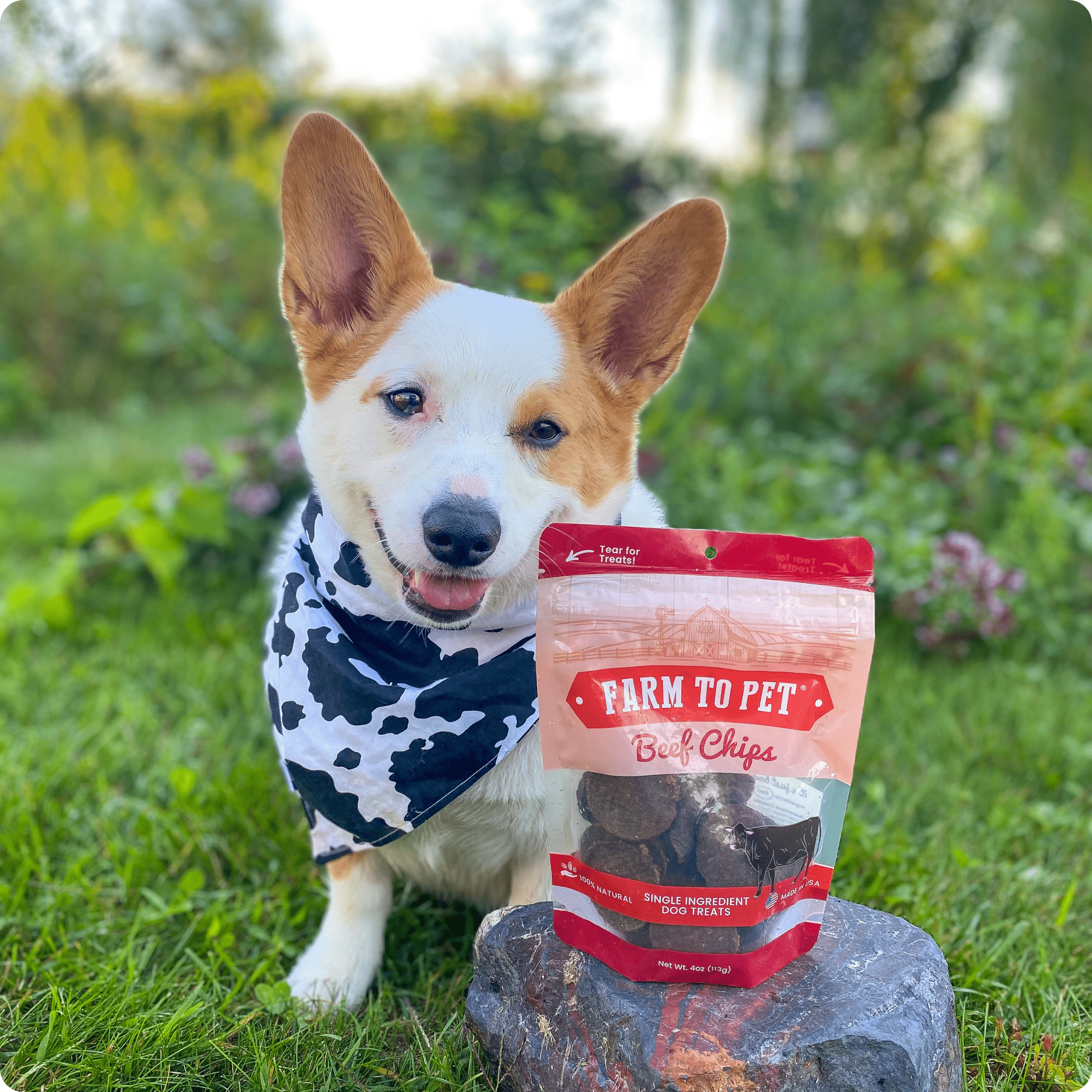 Beef Chips Dog Treats - Single-Ingredient Healthy Treats for Dogs